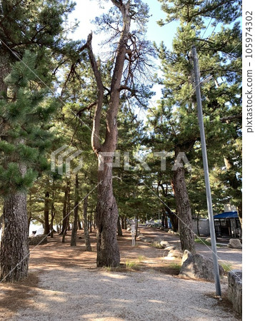 Lake Biwa Lake Bathing Pine Grove 105974302