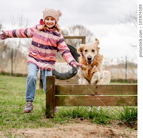 Girl with Golden Retriever dog on a walking and training area. Dog jumping over the barrier. 105974389