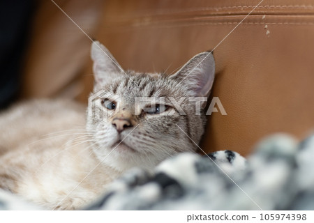 放鬆貓暹羅虎 放鬆貓暹羅虎 105974398