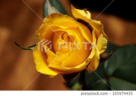 玫瑰 玫瑰 105974435