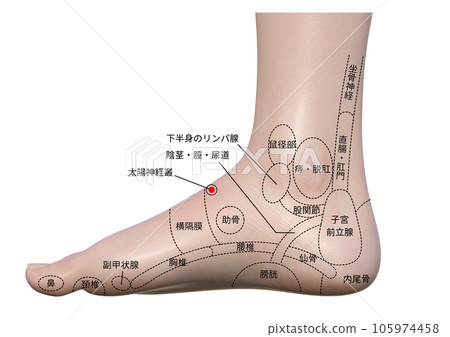 解釋腳內側壓力點的插圖 105974458