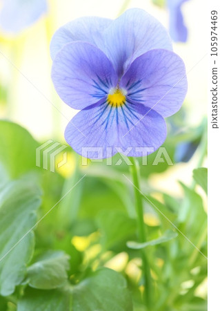 Violet pansy bluish purple flower bright background Violet pansy bluish purple flower bright background 105974469