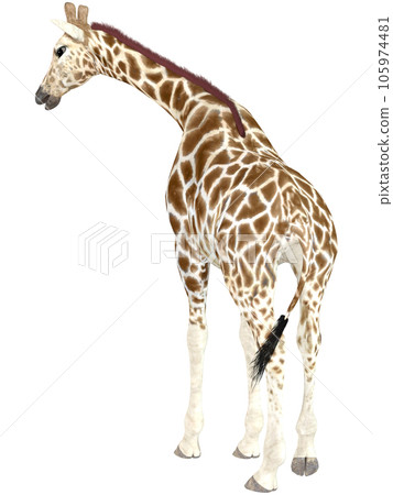 Kirin☆Giraffe Kirin☆Giraffe 105974481