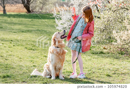 Girl petting golden retriever dog walking outdoors in spring park with blossom trees. Pretty female child kid with pet doggy labrador at nature with flowers in sunny day 105974820