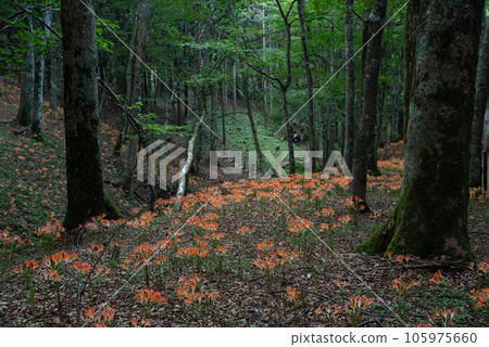 Fox razor colony Toyota City, Aichi Prefecture 105975660
