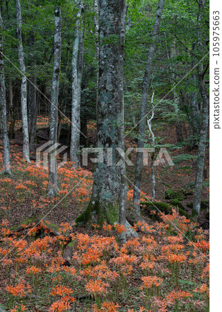 Fox razor colony Toyota City, Aichi Prefecture 105975663