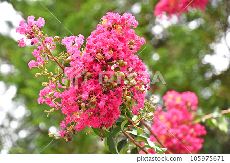 Crape myb (crape myrtle) 105975671