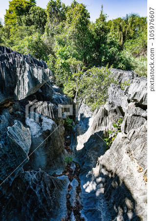 Petit Tsingy de Bemaraha, Madagascar wilderness landscape Petit Tsingy de Bemaraha, Madagascar wilderness landscape 105976607