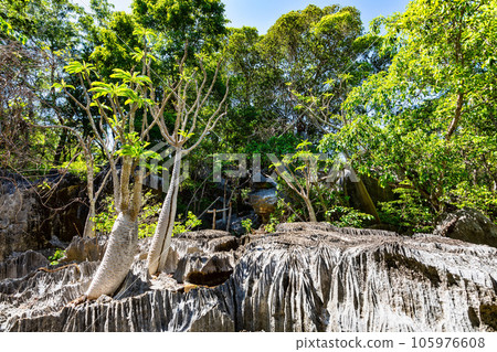 Petit Tsingy de Bemaraha, Madagascar wilderness landscape 105976608