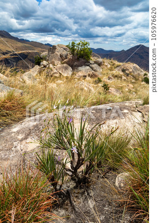 Andringitra national park,mountain landscape, Madagascar wilderness landscape Andringitra national park,mountain landscape, Madagascar wilderness landscape 105976620