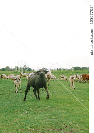 Herd of buffalo grazing in a green meadow on a sunny day 105977034