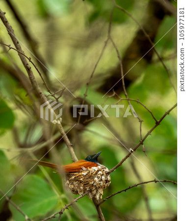 wild female indian or asian paradise flycatcher or Terpsiphone paradisi bird resting in nest in monsoon season and isolated natural green background at ranthambore national park forest rajasthan india 105977181