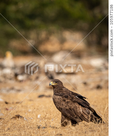 Steppe eagle or Aquila nipalensis closeup in winter morning light during migration at desert national park jaisalmer rajasthan india asia 105977186