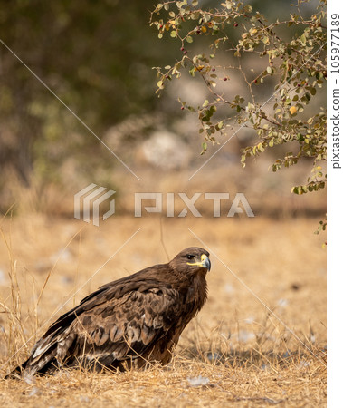 Steppe eagle or Aquila nipalensis closeup in winter morning light during migration at desert national park jaisalmer rajasthan india asia 105977189