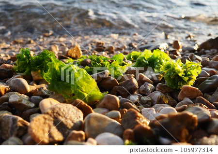 Ulva, a genus of marine green algae of the Ulvaceae family. Many species are edible sea lettuce. Algae are thrown onto the pebbles by a wave. Montenegro, Adriatic sea, Mediterranean. Bay of Kotor 105977314