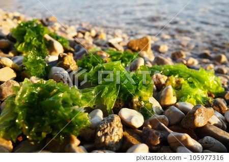 Ulva, a genus of marine green algae of the Ulvaceae family. Many species are edible sea lettuce. Algae are thrown onto the pebbles by a wave. Montenegro, Adriatic sea, Mediterranean. Bay of Kotor Ulva, a genus of marine green algae of the Ulvaceae family. Many species are edible sea lettuce. Algae are thrown onto the pebbles by a wave. Montenegro, Adriatic sea, Mediterranean. Bay of Kotor 105977316