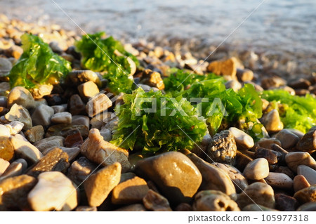 Ulva, a genus of marine green algae of the Ulvaceae family. Many species are edible sea lettuce. Algae are thrown onto the pebbles by a wave. Montenegro, Adriatic sea, Mediterranean. Bay of Kotor Ulva, a genus of marine green algae of the Ulvaceae family. Many species are edible sea lettuce. Algae are thrown onto the pebbles by a wave. Montenegro, Adriatic sea, Mediterranean. Bay of Kotor 105977318