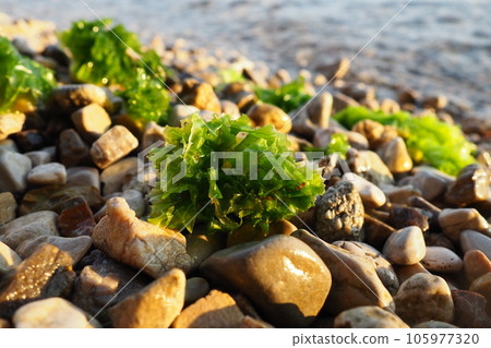 Ulva, a genus of marine green algae of the Ulvaceae family. Many species are edible sea lettuce. Algae are thrown onto the pebbles by a wave. Montenegro, Adriatic sea, Mediterranean. Bay of Kotor 105977320