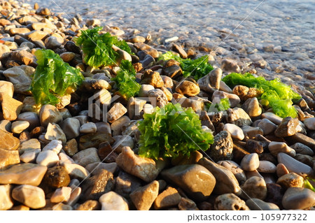 Ulva, a genus of marine green algae of the Ulvaceae family. Many species are edible sea lettuce. Algae are thrown onto the pebbles by a wave. Montenegro, Adriatic sea, Mediterranean. Bay of Kotor 105977322