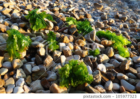 Ulva, a genus of marine green algae of the Ulvaceae family. Many species are edible sea lettuce. Algae are thrown onto the pebbles by a wave. Montenegro, Adriatic sea, Mediterranean. Bay of Kotor 105977323