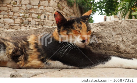 Dubrovnik, Croatia, August 14, 2022. A tricolor cat with black-red-white fur sleeps quietly on stone steps and squints, then wakes up, wiggles its ears and looks away. Local cats of Dubrovnik. 105977351