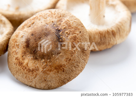 香菇（生香菇）。 （白色背景） 105977383