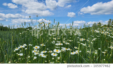 Rural panorama field of daisies and rye. Rural panorama field of daisies and rye. 105977462
