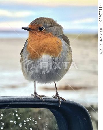 Red Robin sitting on a car mirror in Ireland Red Robin sitting on a car mirror in Ireland 105977514