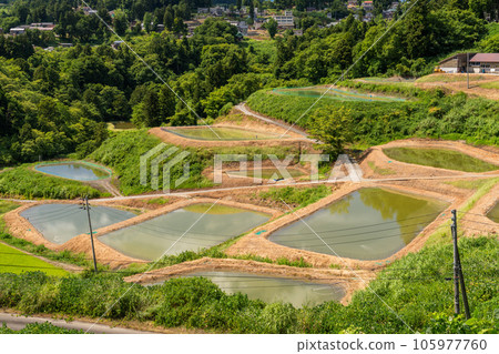 《Niigata Prefecture》 Yamakoshi's terraced rice fields, the original landscape of summer terraced rice fields 《Niigata Prefecture》 Yamakoshi's terraced rice fields, the original landscape of summer terraced rice fields 105977760