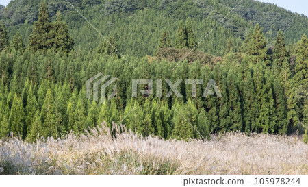 Cedar green satoyama Cedar green satoyama 105978244