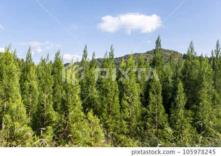 Cedar green satoyama Cedar green satoyama 105978245