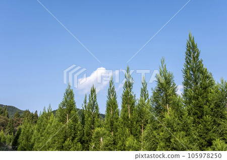 Cedar green satoyama 105978250