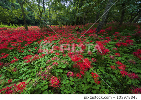 孤挺花群落、金澤田文殊樹公園景觀【埼玉縣日高市】 105978845