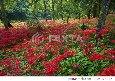 孤挺花群落、金澤田文殊樹公園景觀【埼玉縣日高市】 105978846