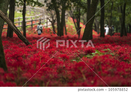 金澤田文殊菩薩公園景觀：遍布各處的孤挺花【埼玉縣日高市】 105978852