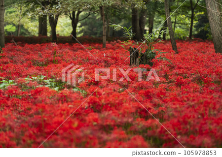 金澤田文殊樹公園：在森林中盛開的叢生孤挺花（埼玉縣日高市） 105978853