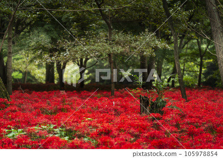 Kinchakuda Manjushage Park: Cluster amaryllis blooming in the forest (Hidaka City, Saitama Prefecture) 105978854
