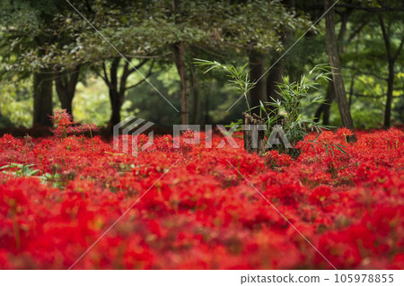 Kinchakuda Manjushage Park: Cluster amaryllis blooming in the forest (Hidaka City, Saitama Prefecture) 105978855