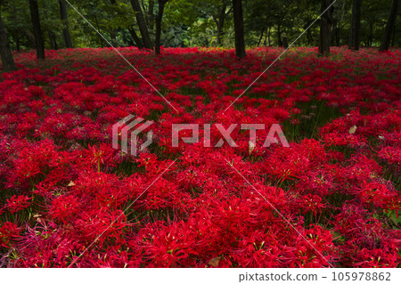 Kinchakuda Manjushage Park Cluster amaryllis blooming on the forest floor [Hidaka City, Saitama Prefecture] 105978862