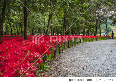 金澤田文殊施公園步行道上盛開的叢生孤挺花【埼玉縣日高市】 105978864