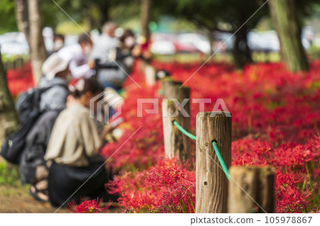 Kinchakuda Manjushage Park: People taking pictures of cluster amaryllis on the walking path [Hidaka City, Saitama Prefecture] 105978867