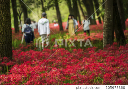 Kinchakuda Manjushage Park People walking on the walking path of the cluster amaryllis [Hidaka City, Saitama Prefecture] 105978868