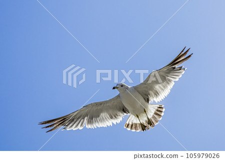 Seagulls flying in the blue sky background 105979026