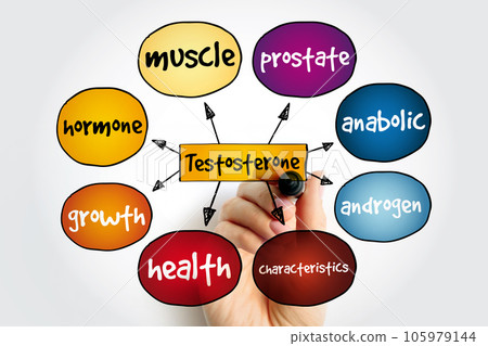 Testosterone mind map, medical concept for presentations and reports Testosterone mind map, medical concept for presentations and reports 105979144