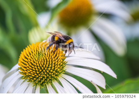A closeup shot of a bee collecting pollen on a white echinacea flower A closeup shot of a bee collecting pollen on a white echinacea flower 105979324