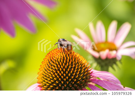 A closeup shot of a bee collecting pollen on a purple echinacea flower 105979326