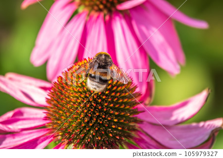 A closeup shot of a bee collecting pollen on a purple echinacea flower 105979327