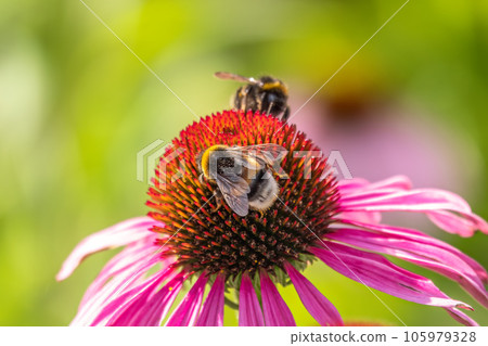 A closeup shot of a bee collecting pollen on a purple echinacea flower 105979328