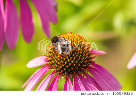 A closeup shot of a bee collecting pollen on a purple echinacea flower 105979329