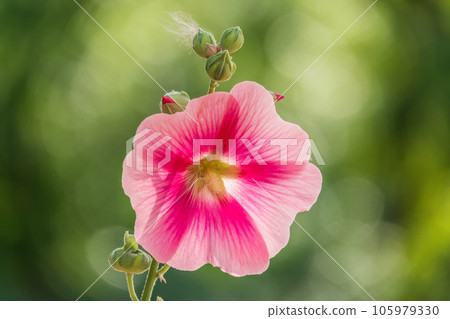 Pink flowers of Hibiscus moscheutos plant close-up. Hibiscus moscheutos, swamp hibiscus, 105979330